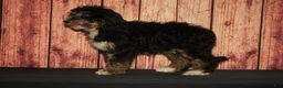 Bernedoodle dogs for sale: Penny F1 - Ad 3