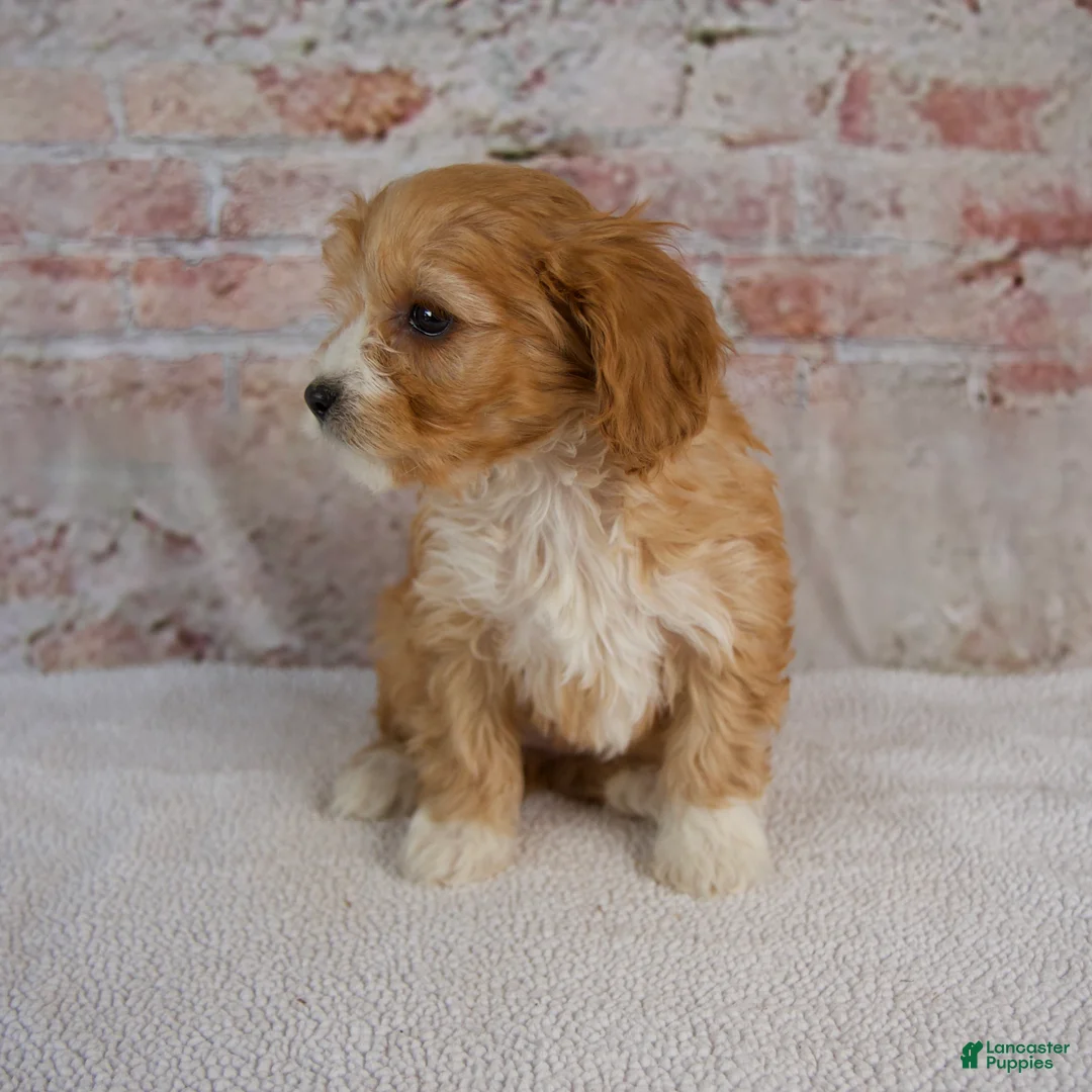 Cavapoo dogs for sale: Hope - Ad 5