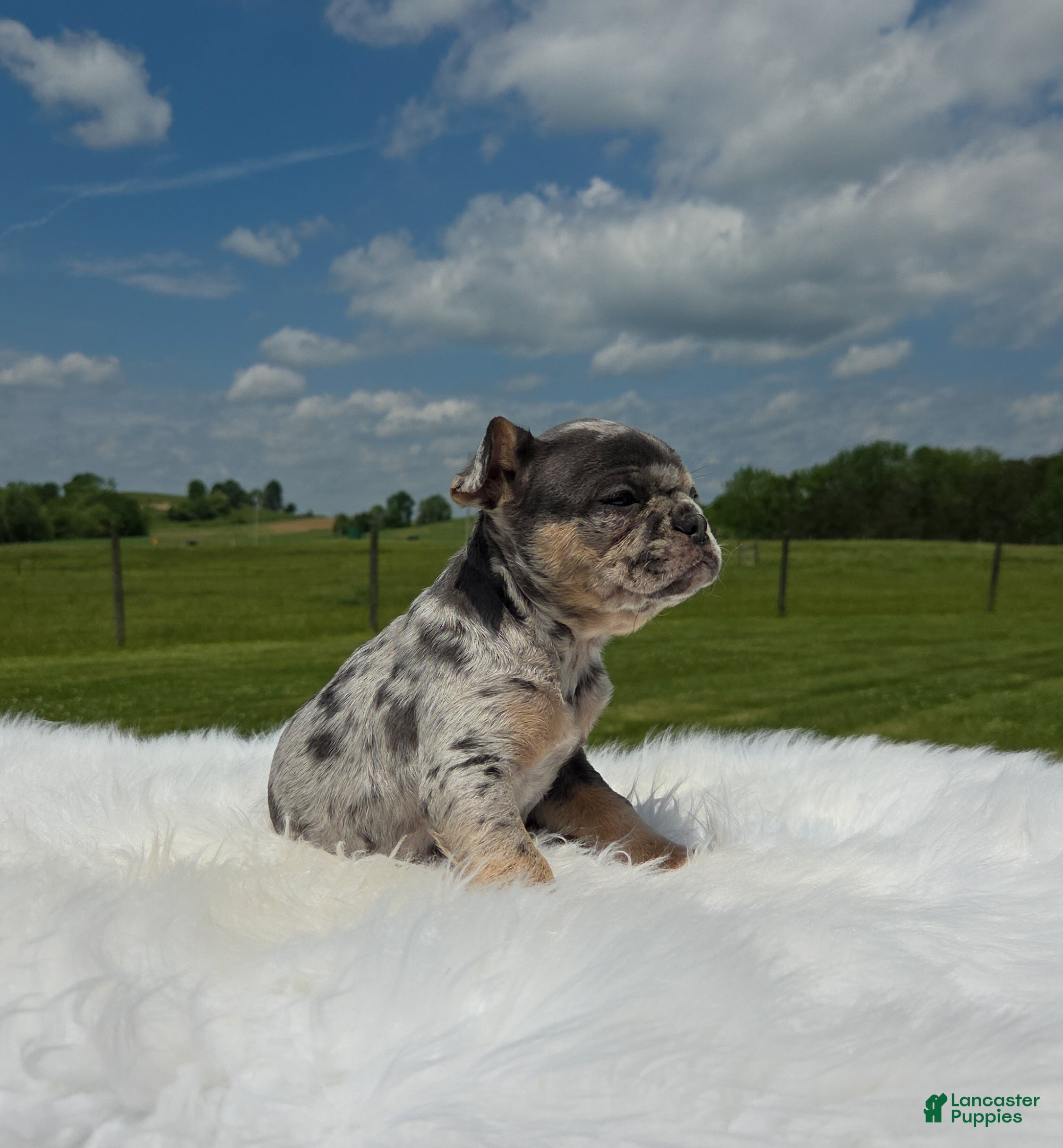 Mixed Breed dogs Rune - Ad 2