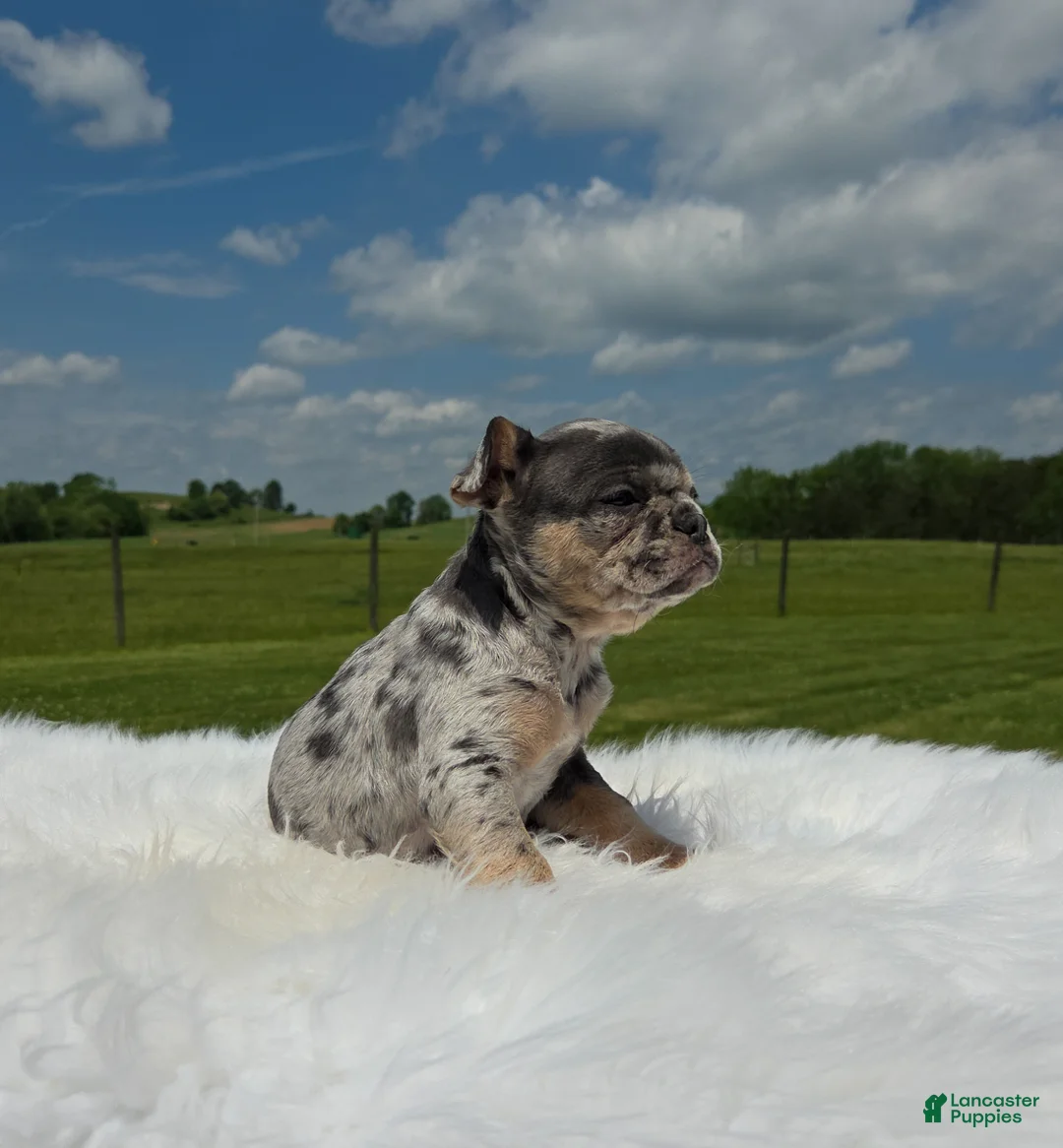 Mixed Breed dogs for sale: Rune - Ad 2