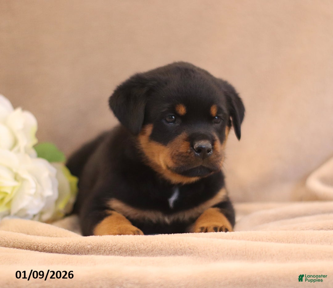 Rottweiler dogs for sale: Tracy - Ad 4