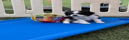 Cavalier King Charles Spaniel dogs for sale: Judah - Ad 4