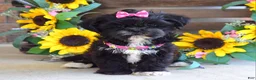 Shih Tzu dogs for sale: Riley - Ad 6