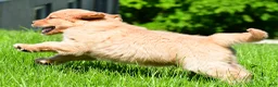 Golden Retriever dogs for sale: Sammy - Ad 3