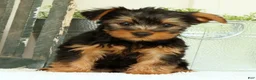 Yorkshire Terrier dogs for sale: Zane - Ad 8