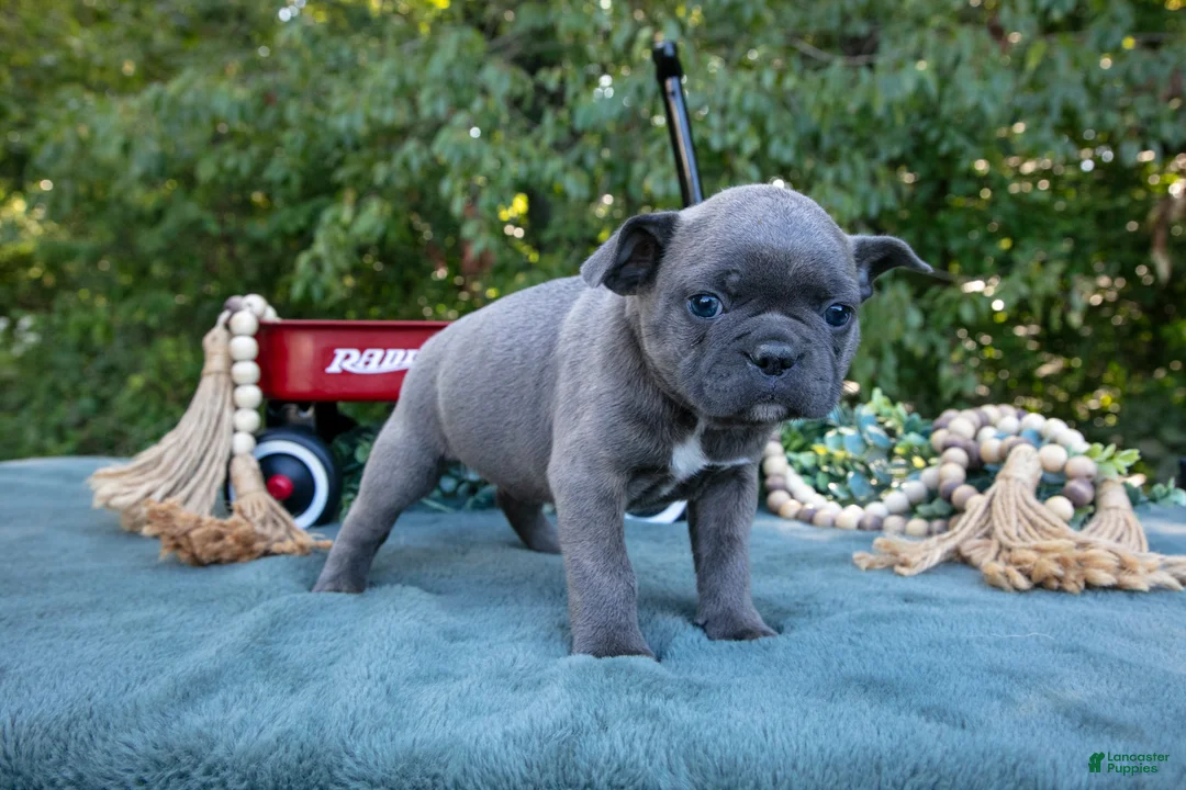 Frenchton dogs for sale: Cassie - Ad 3