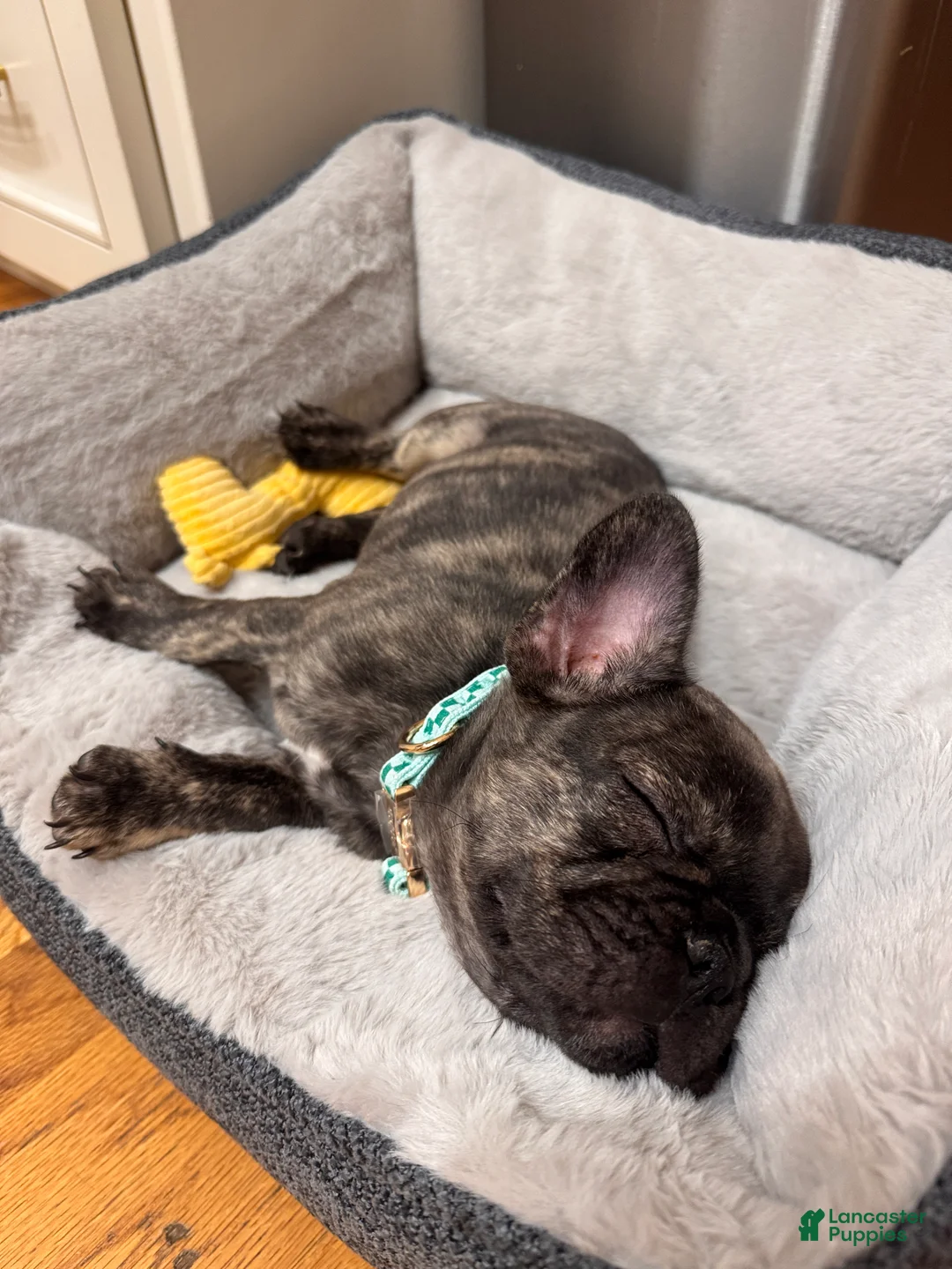 French Bulldog dogs for sale: French Bulldog 1 - Ad 2