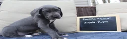 Great Dane dogs for sale: Ursula - Ad 2