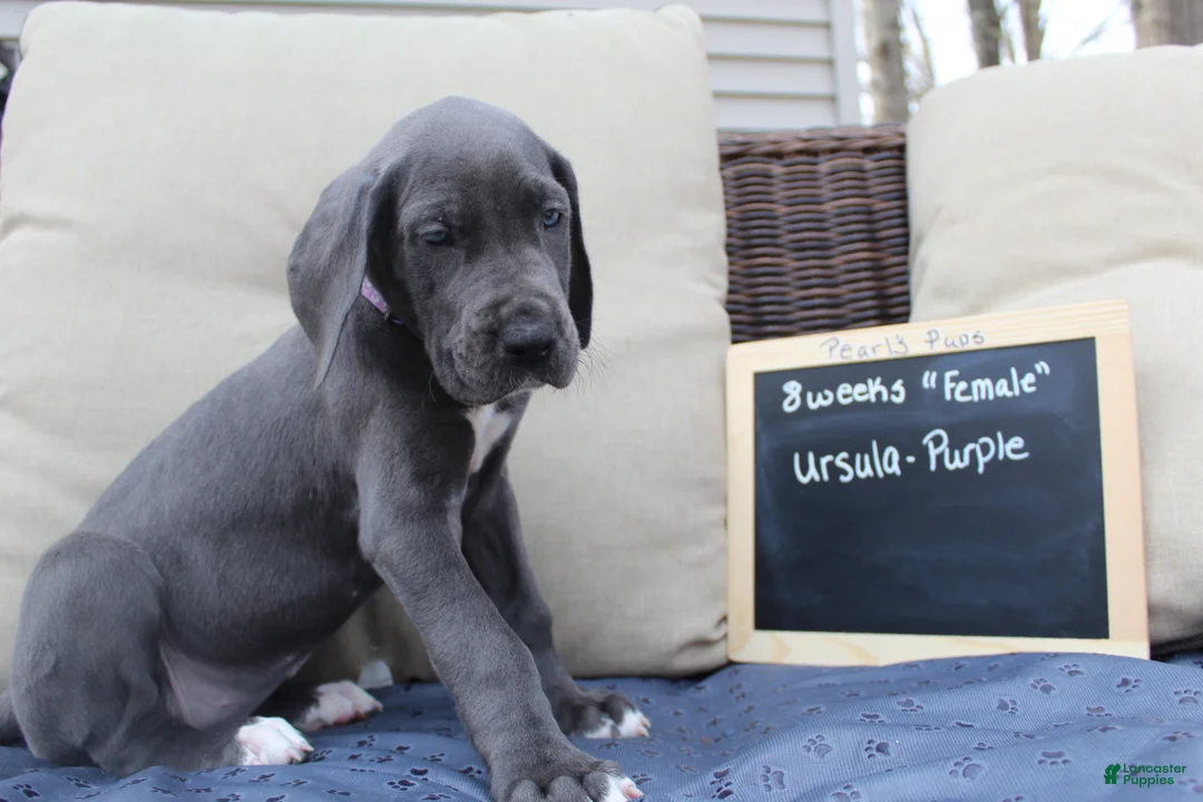 Great Dane dogs for sale: Ursula - Ad 2