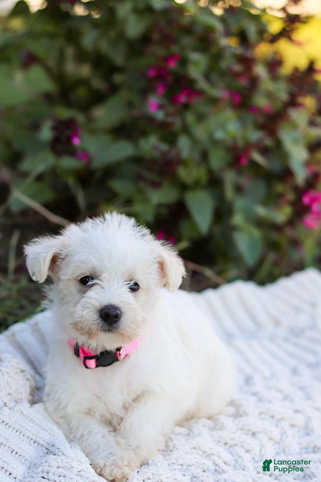 Mixed Breed dogs for sale: Powderpuff - Ad 13