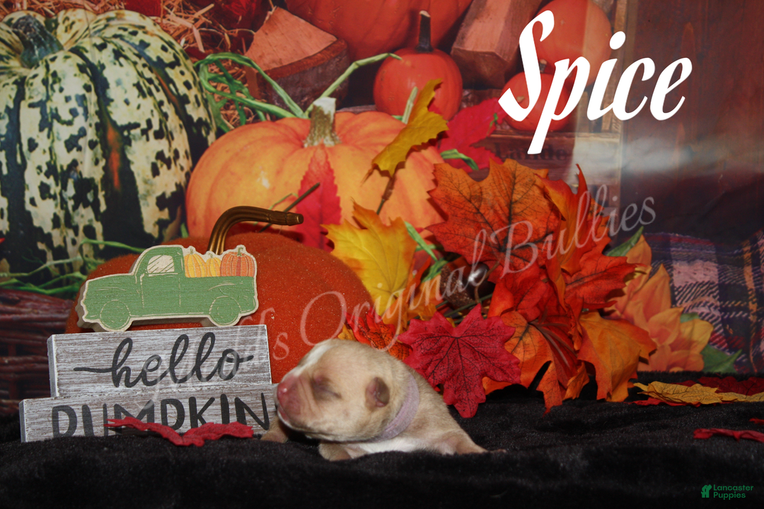 American Bully dogs for sale: Spice - Ad 3