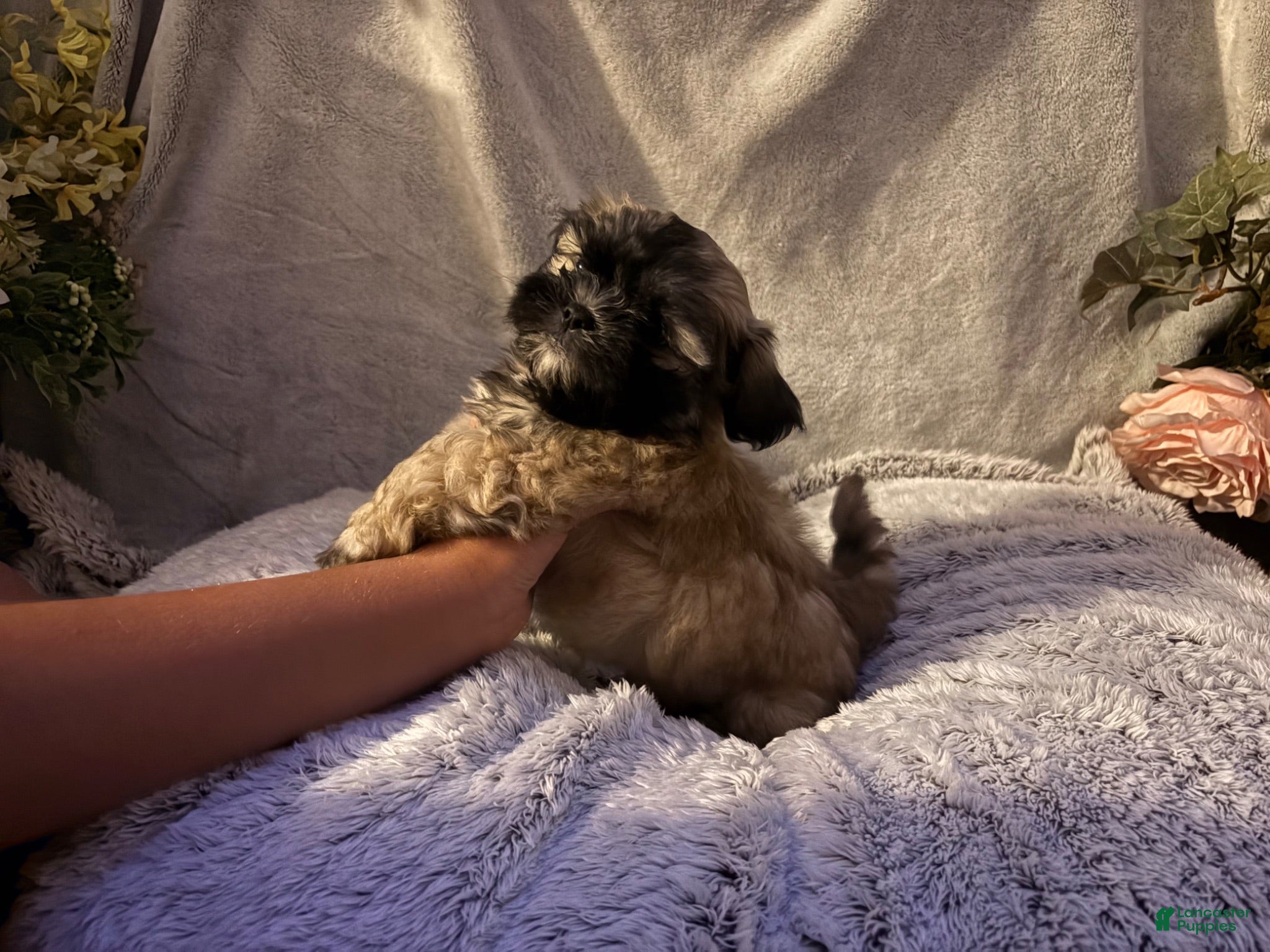 Malshi dogs Saddie - Ad 7
