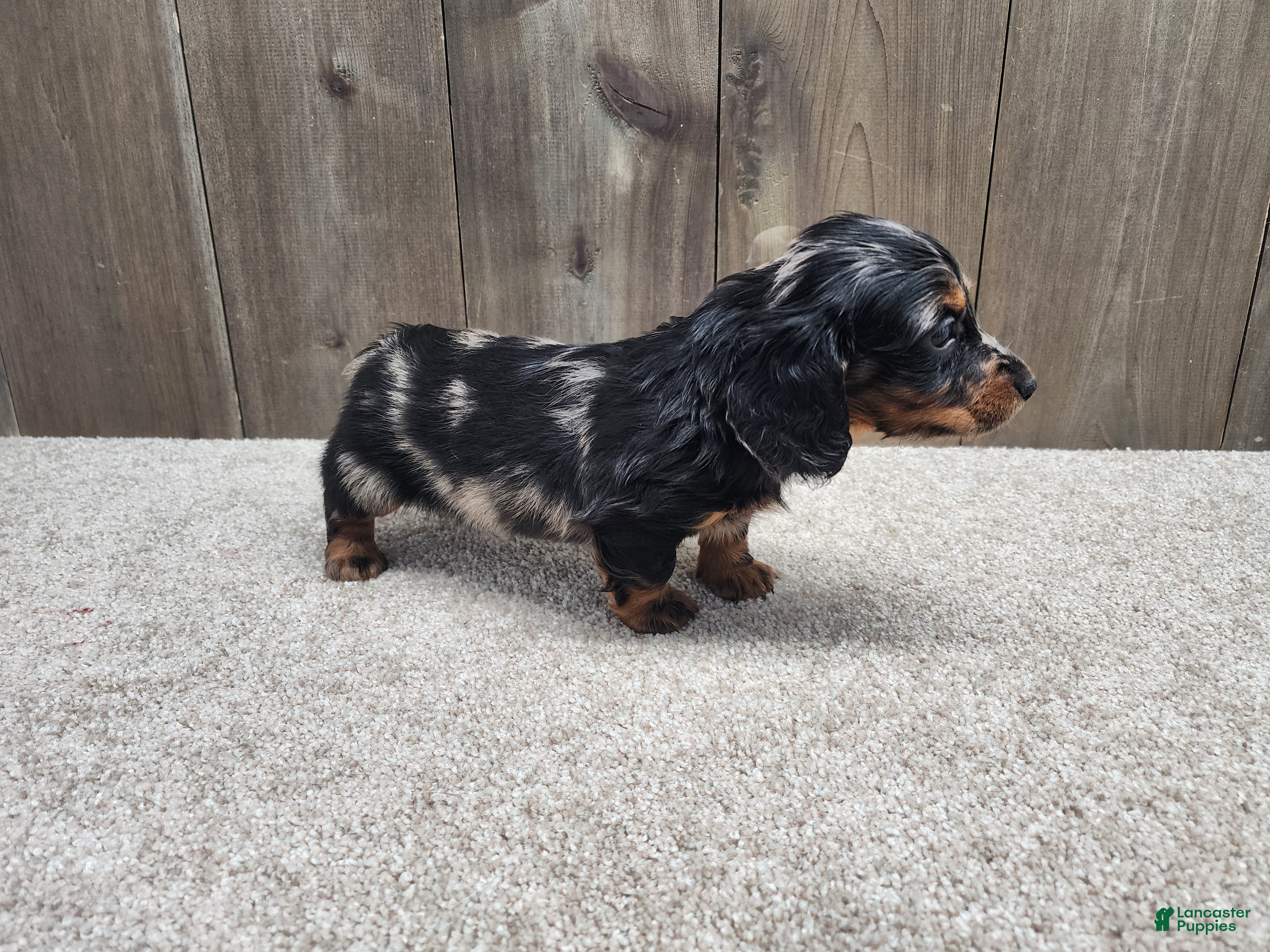 Miniature Dachshund dogs Gunner - Ad 2
