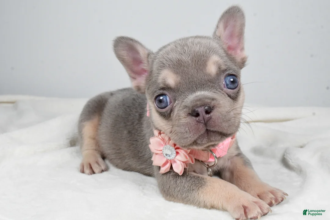 French Bulldog dogs for sale: Wendy - Ad 1