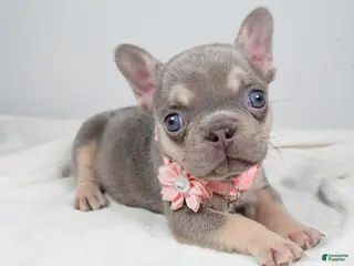 French Bulldog dogs Wendy - Ad 33