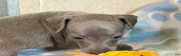 Italian Greyhound dogs for sale: Tigerlily - Ad 3