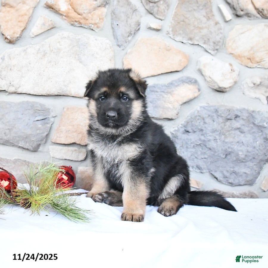 German Shepherd dogs Cowboy - Ad 34