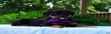 NOVA