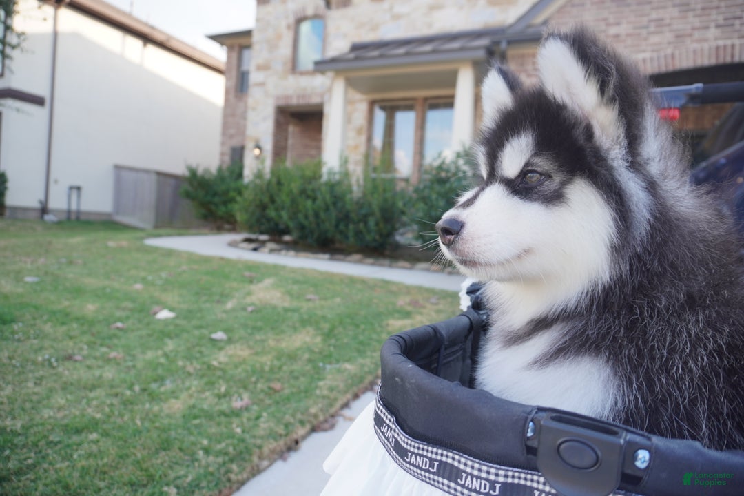 Alaskan Malamute dogs for sale: Xiao Zi - Ad 11