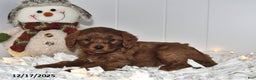 Cavapoo dogs for sale: Carly - Ad 2
