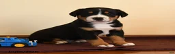 Greater Swiss Mountain Dog dogs for sale: Quigley - Ad 2