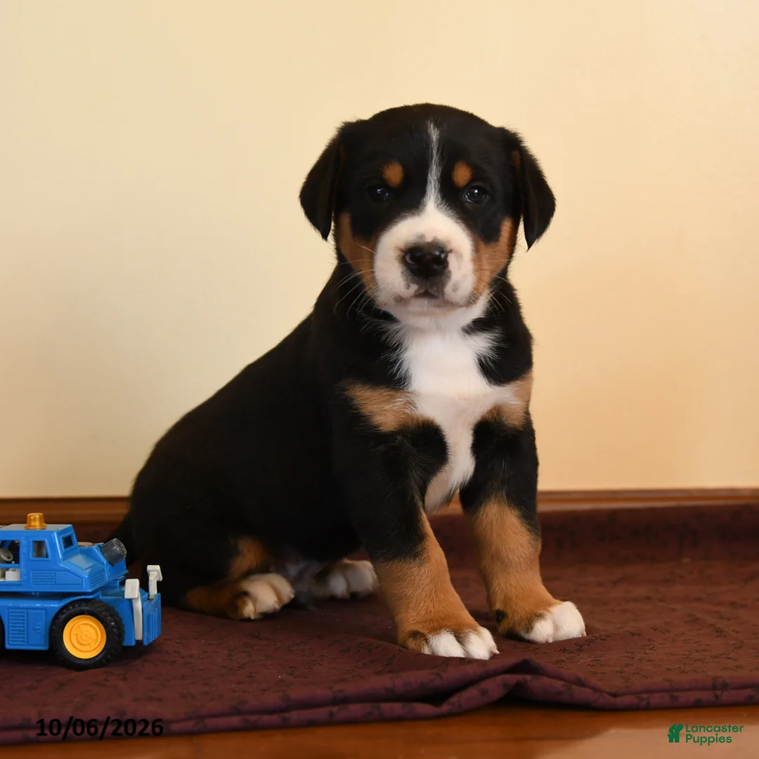 Greater Swiss Mountain Dog dogs for sale: Quigley - Ad 2