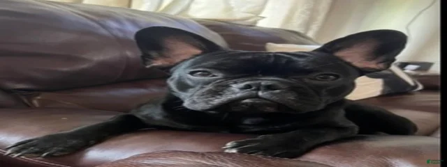 Winston