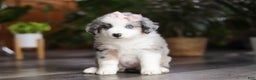 Miniature Australian Shepherd dogs for sale: Godiva - Ad 1