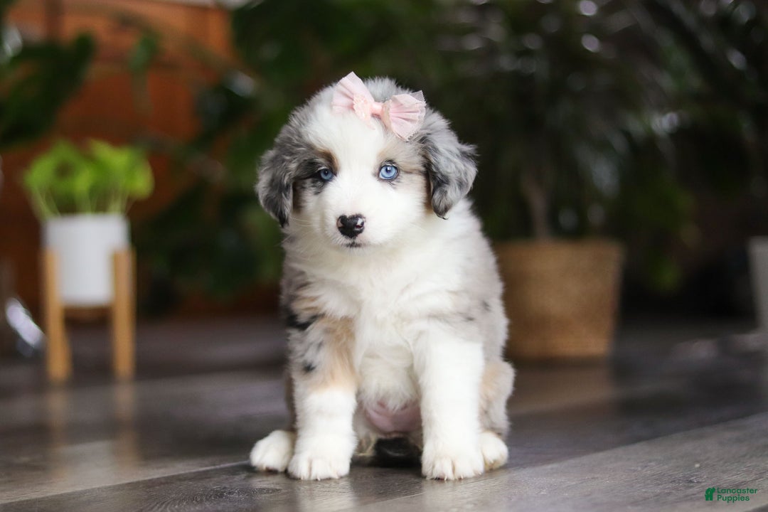 Miniature Australian Shepherd dogs for sale: Godiva - Ad 1