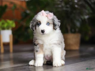 Miniature Australian Shepherd dogs Godiva - Ad 35