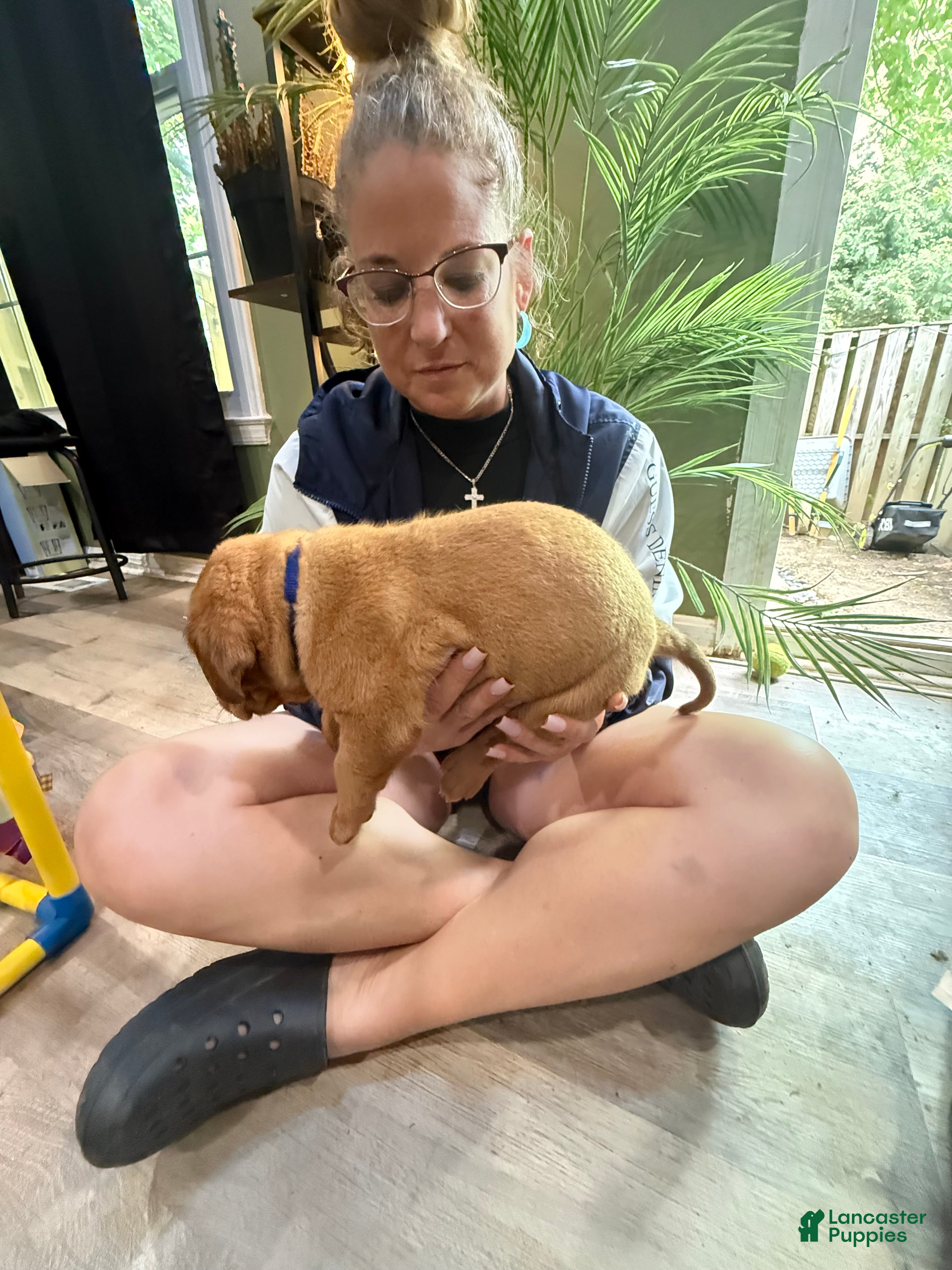 Dogue De Bordeaux dogs Dogue De Bordeaux Puppy 1 - Ad 2