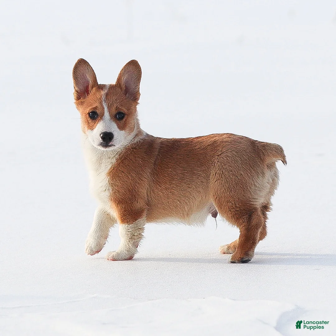 Welsh Corgi Pembroke dogs for sale: Karson Welsh Corgi Pembroke - Ad 6