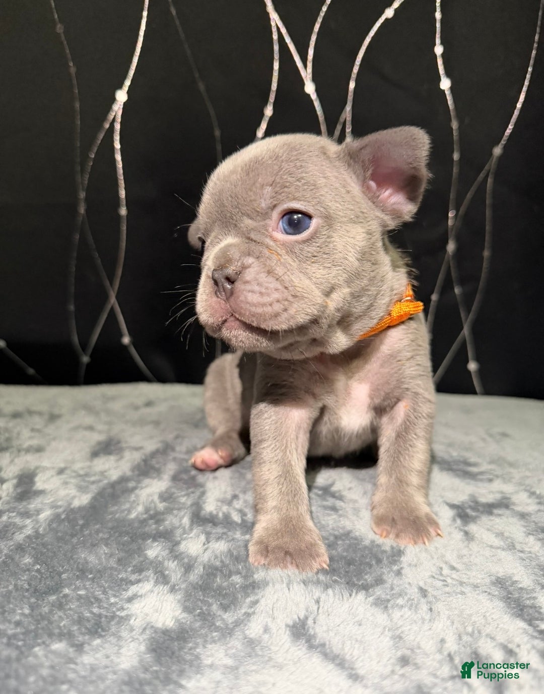 French Bulldog dogs for sale: MILA - Ad 3