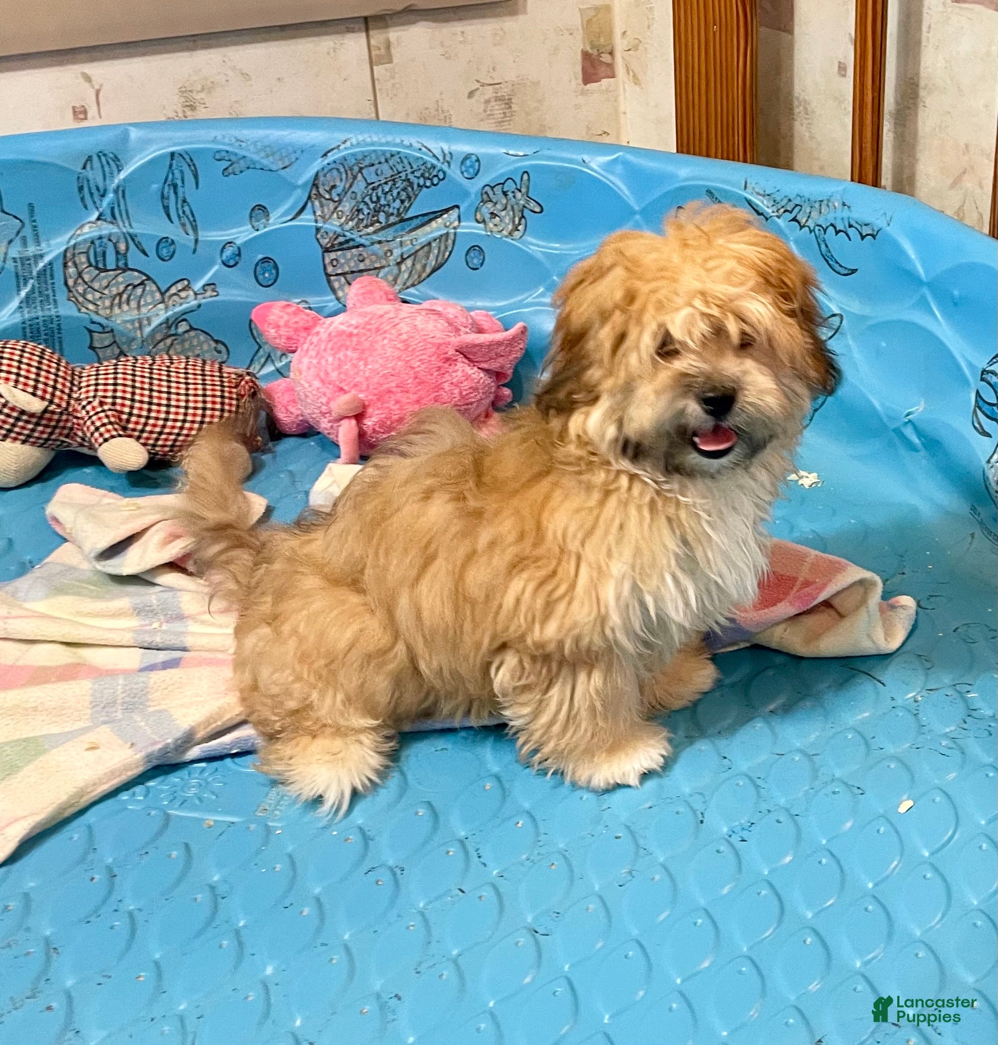 Teddy Bear dogs Sidney - Ad 2