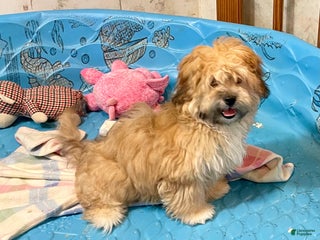 Teddy Bear dogs Sidney - Ad 7