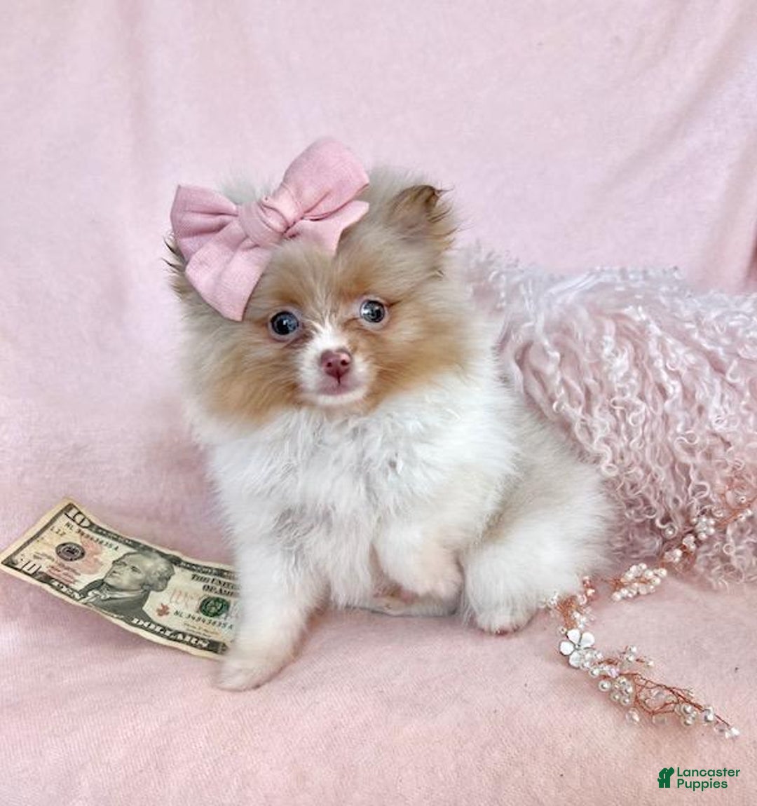 Pomeranian dogs for sale: Pomeranian Puppy 6 - Ad 1