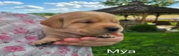 Labrador Retriever dogs for sale: Mya - Ad 5