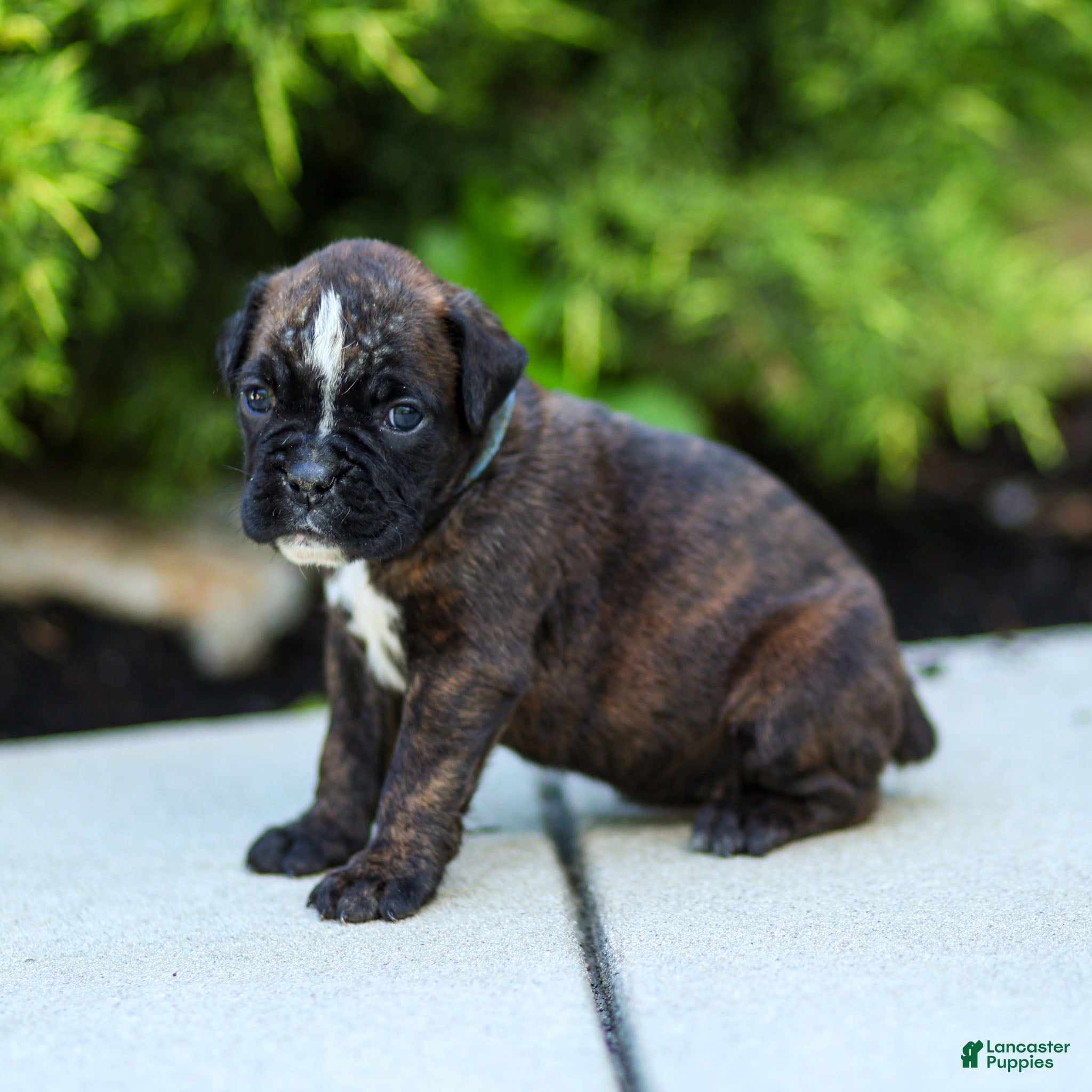 Boxer dogs Lucy Boxer Puppy  - Ad 1