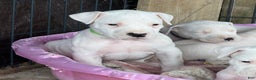 Dogo Argentino dogs for sale: Puppy M3 - Ad 18