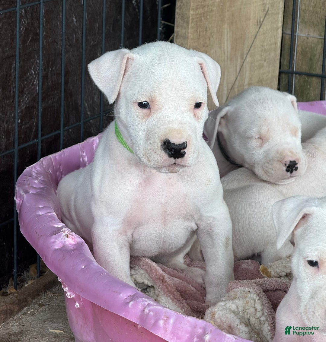 Dogo Argentino dogs for sale: Puppy M3 - Ad 18