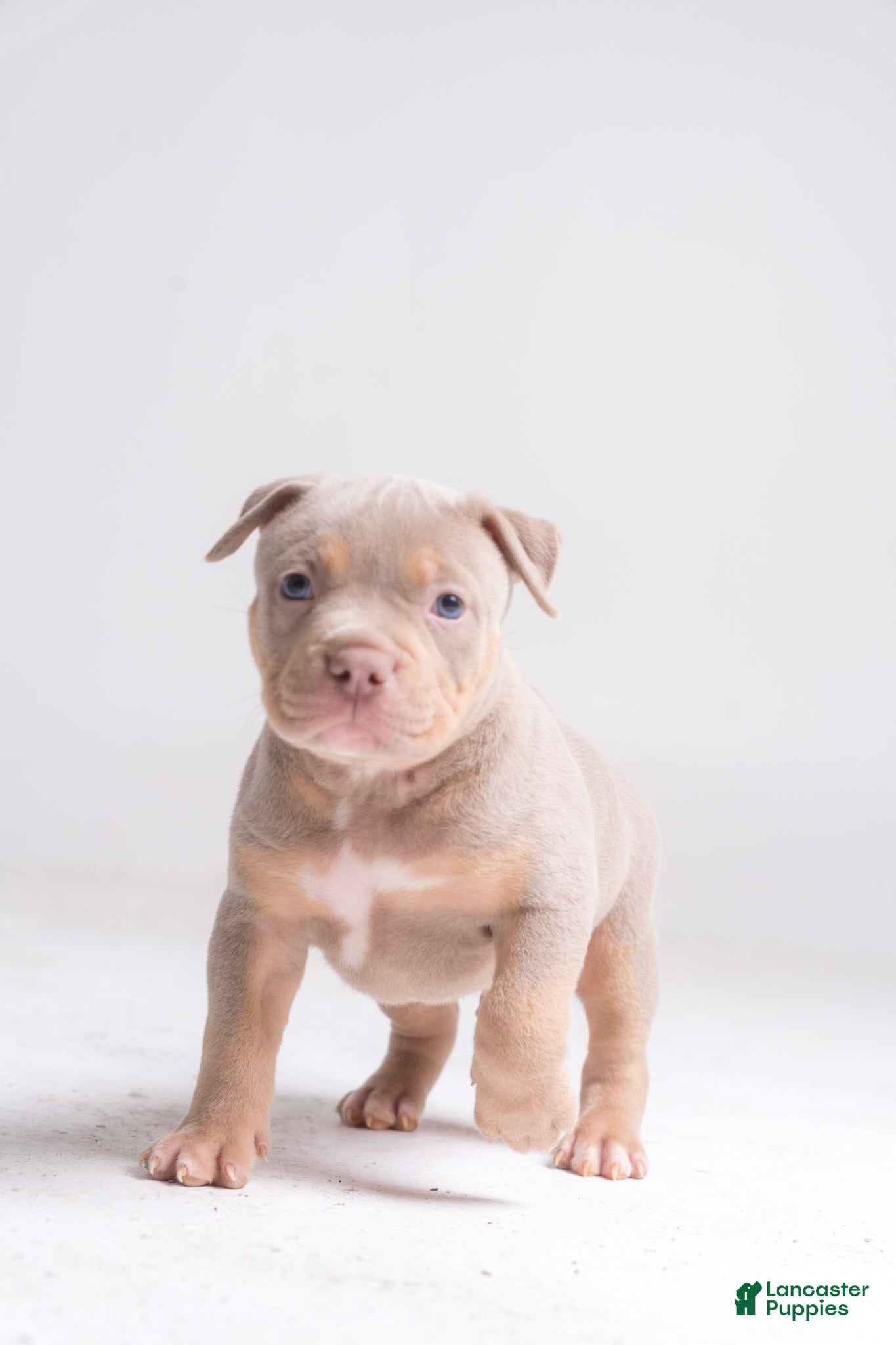 American Bully dogs Rhett - Ad 16