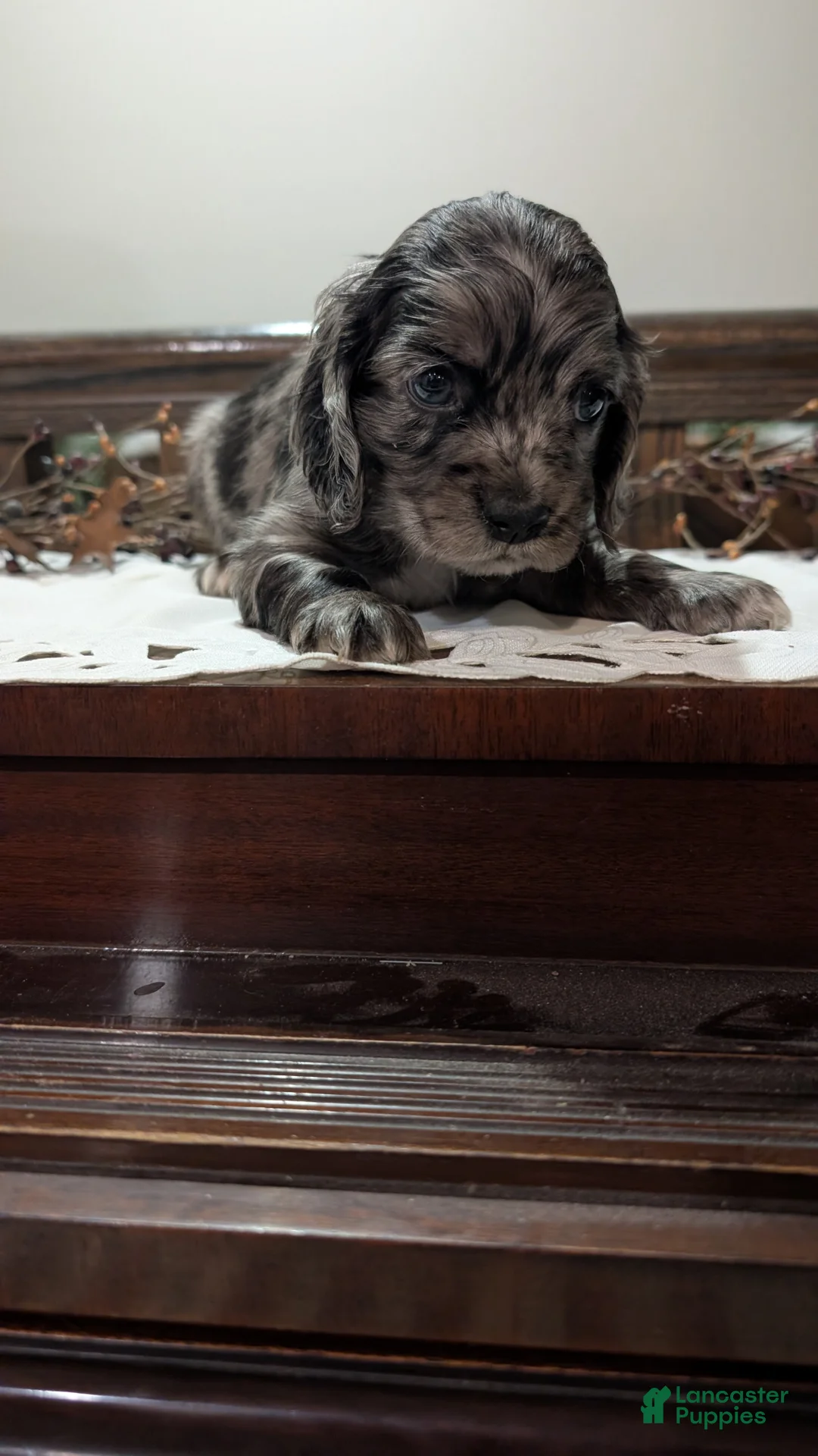 Cocker Spaniel dogs for sale: Smokie - Ad 4