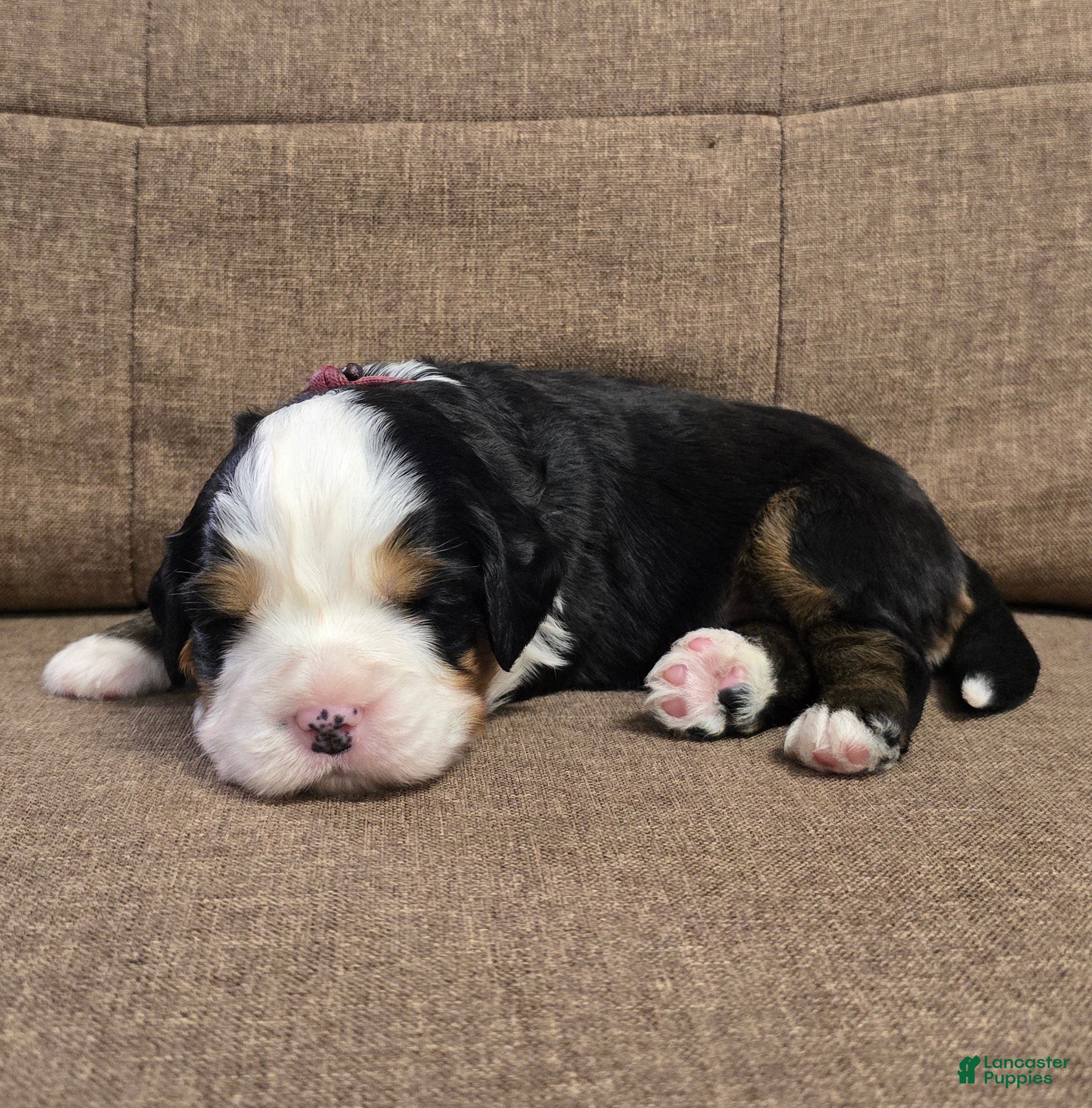Miniature Bernese Mountain Dog dogs Giblet - Ad 1