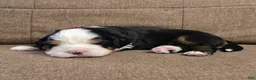 Miniature Bernese Mountain Dog dogs for sale: Giblet - Ad 1