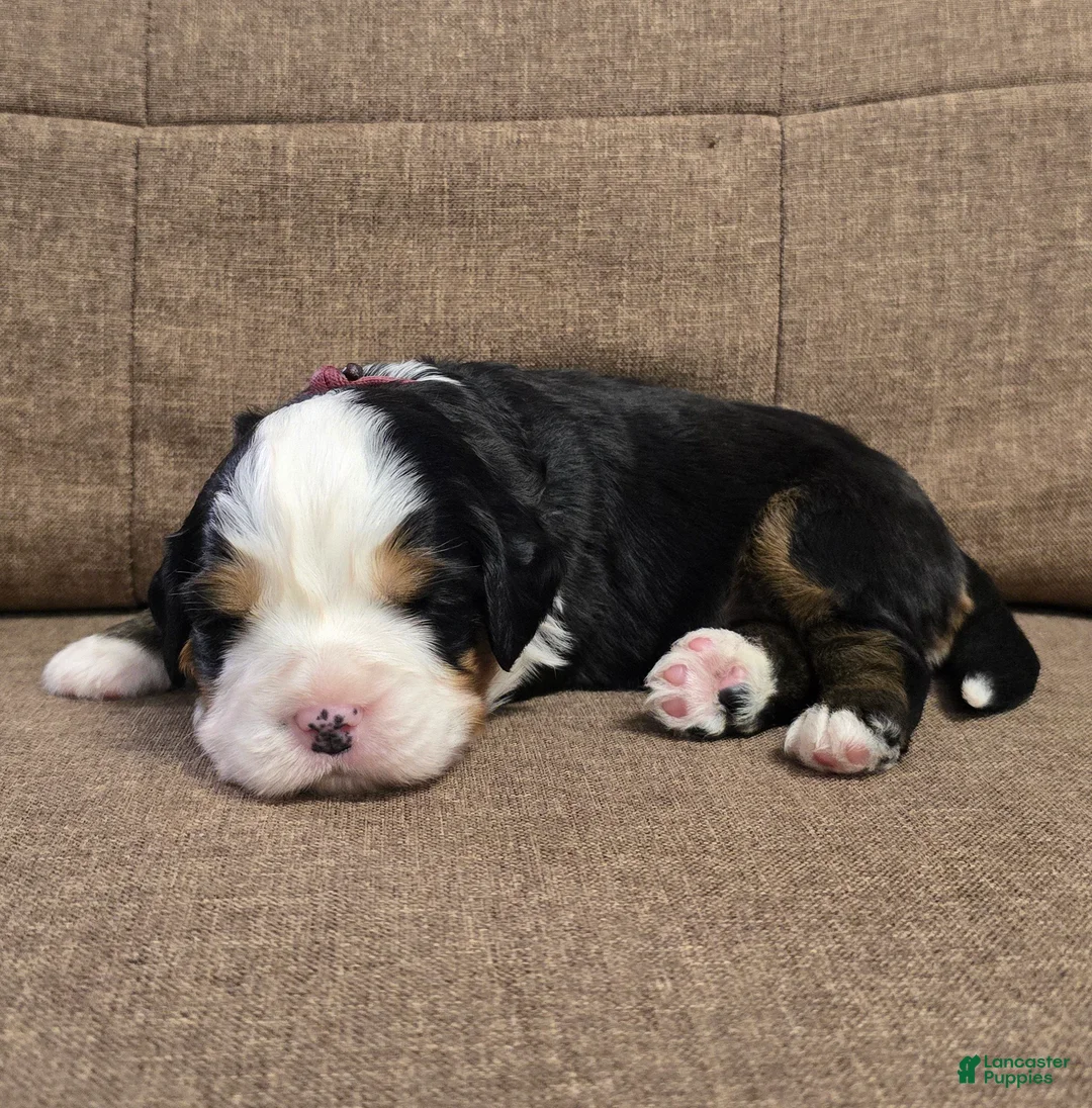 Miniature Bernese Mountain Dog dogs for sale: Giblet - Ad 1