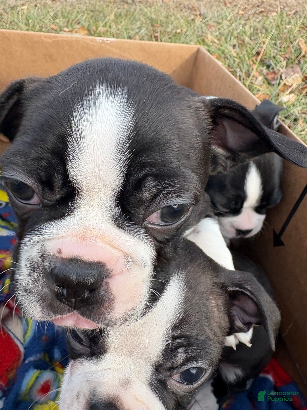 Boston Terrier dogs for sale: Big Boy Buster - Ad 5