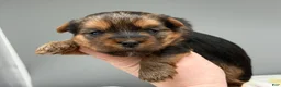 Yorkshire Terrier dogs for sale: Dawn - Ad 3
