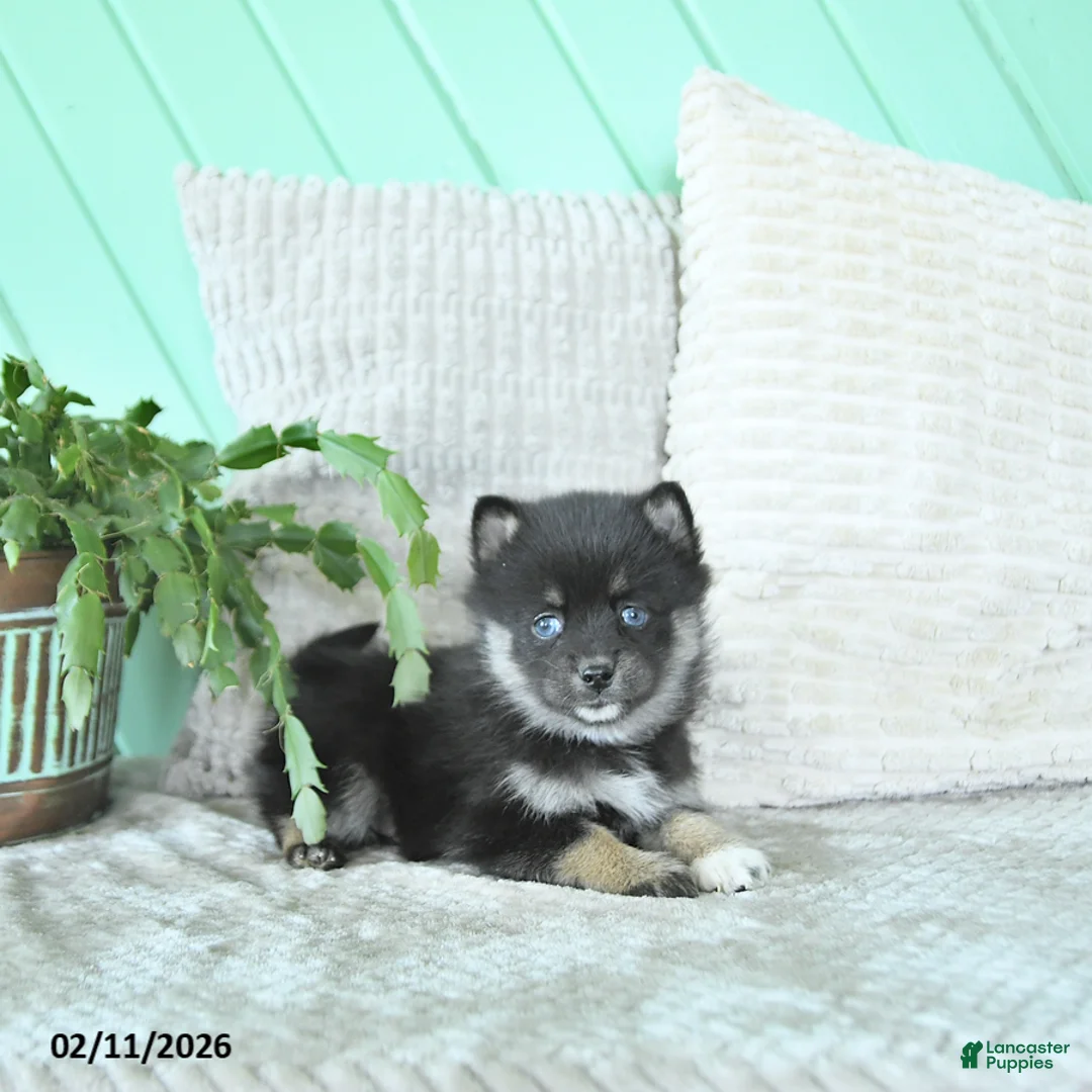Pomsky dogs for sale: Luca - Ad 4