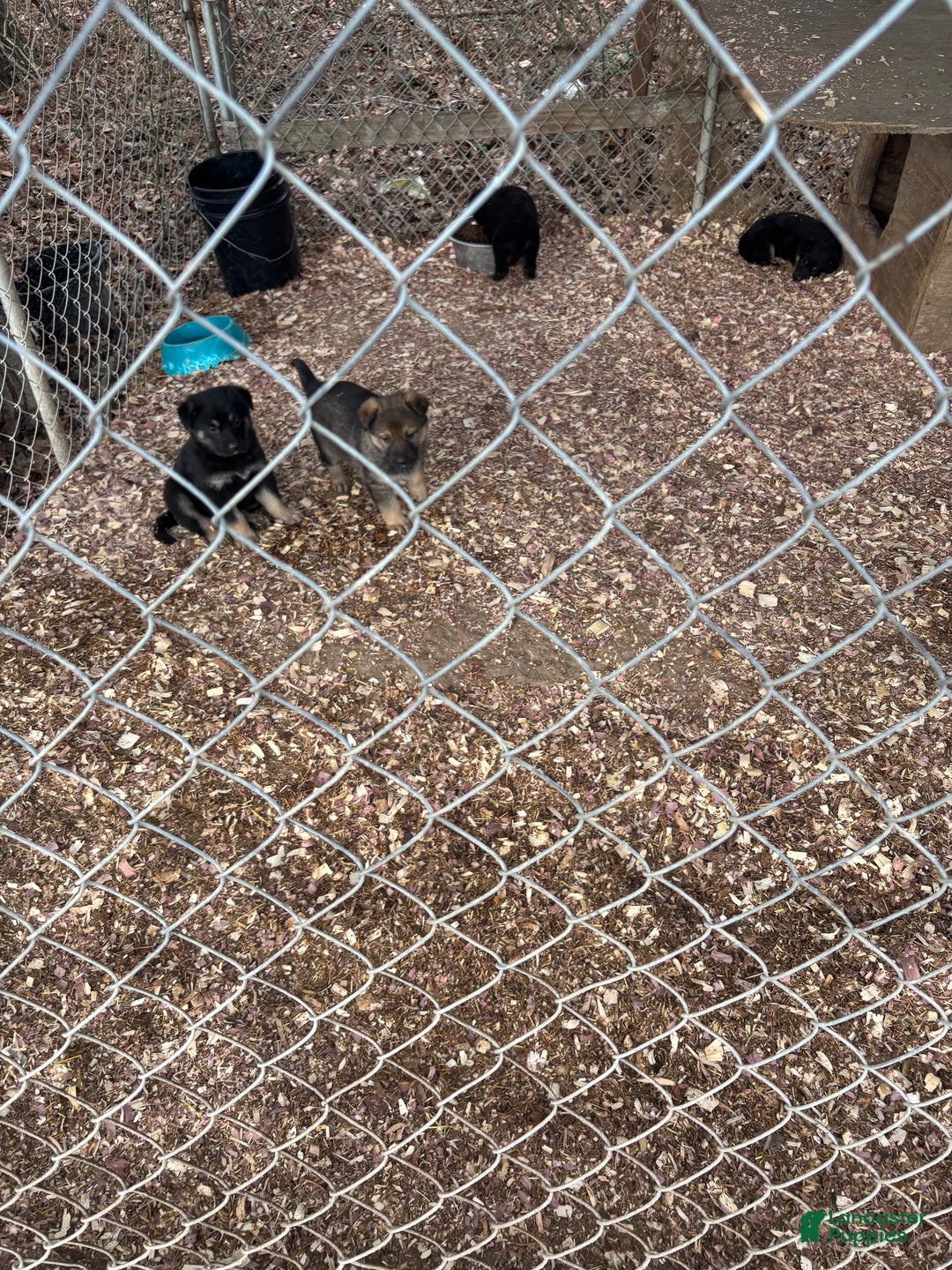 German Shepherd dogs for sale: German Shepherd Puppy 4 - Ad 3