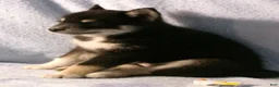 Pomsky dogs for sale: Petunia - Ad 4